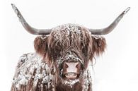 Schotse Hooglander in de sneeuw tijdens de winter van Sjoerd van der Wal Fotografie thumbnail