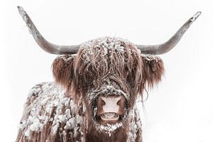 Schottische Hochlandkuh im Schnee während des Winters