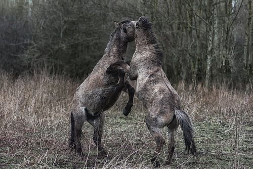 wilde paarden in de natuur