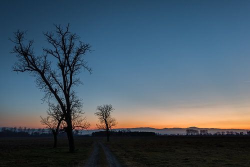 Twee bomen