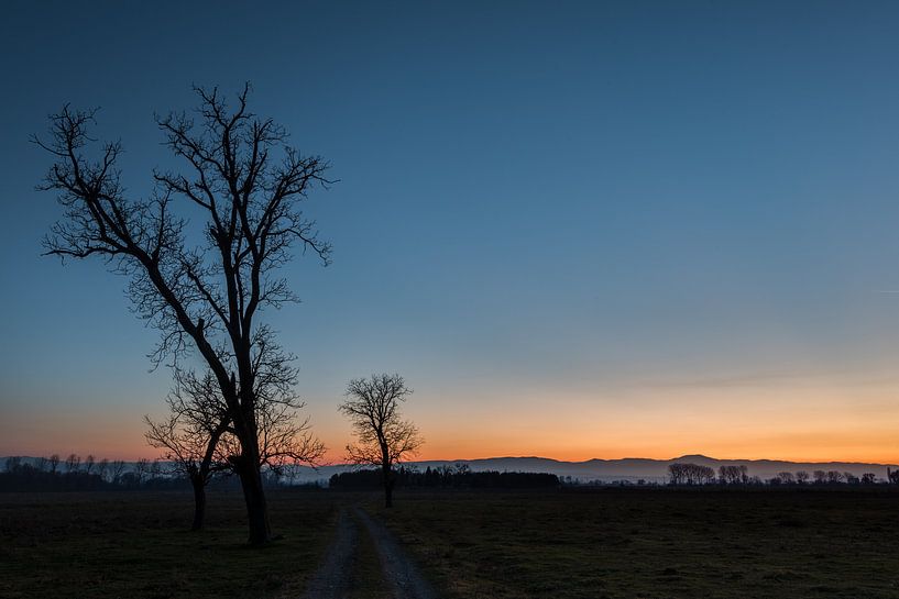 Zwei Bäume von Perry Wiertz