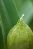 Sierui in de knop