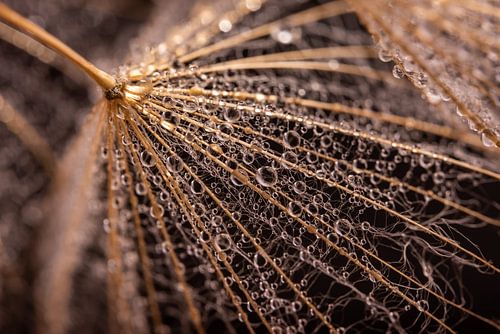 Landelijk gevoel: Druppels op een houtkleurig pluisje