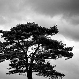 Lonesome tree van Michiel de Rond