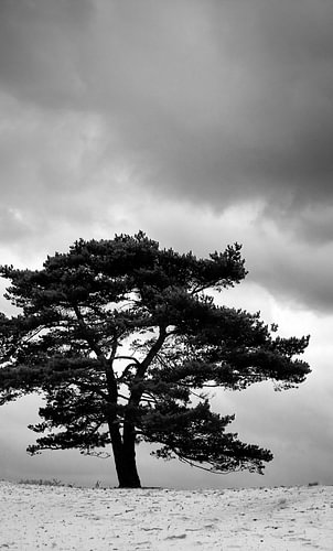 Lonesome tree