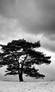 Lonesome tree van Michiel de Rond thumbnail