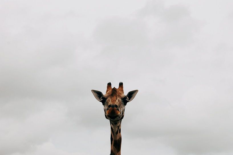 Giraffe by Carmen van Dijken