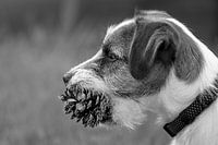 Jack Russell