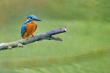 Eisvogelmännchen auf einem Ast sitzend mit Blick auf einen Teich von Sjoerd van der Wal Fotografie