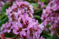 Fleurs violettes