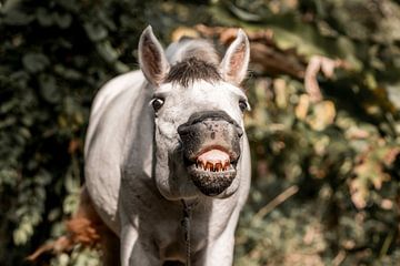 Playful Spirit - Ein Moment des Pferdespaßes - Lachen - Zähne - Pferd von Femke Ketelaar