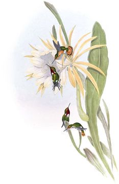 Heliodore's Wood Star, John Gould van Hummingbirds