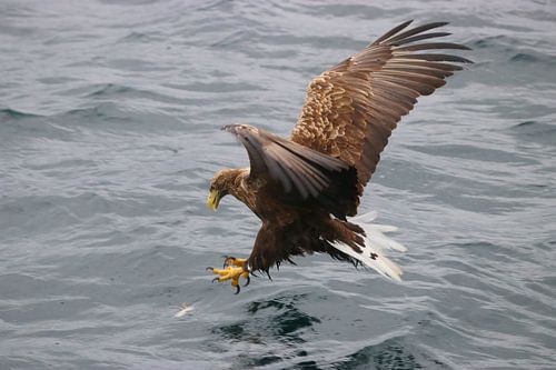 zee-arend  ziet prooi sur eddy Peelman