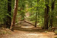Chemin à travers la forêt