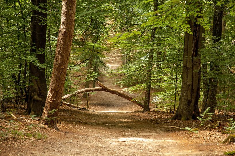 Pad door het Bos van Jan de Jong