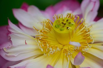 Erstaunliche Nahaufnahme Blick in die Blüte eines gelben und rosa Lilie Blume im Frühjahr von adventure-photos