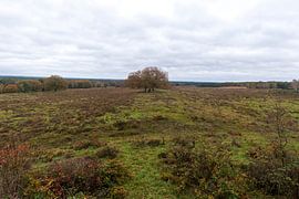 Tree on the Veluwe by Merijn Loch