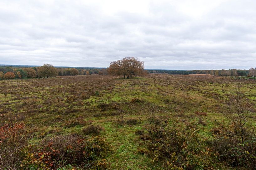 Tree on the Veluwe by Merijn Loch