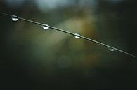 Druppelketting aan een grasspriet van Jan Eltink thumbnail