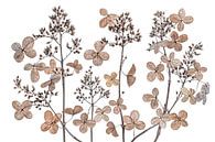 Hydrangea paniculata, Mandy Disher by 1x thumbnail