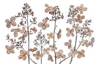 Hydrangea paniculata