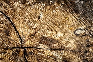 Wood grain abstract by Dieter Walther