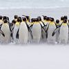 Juste quelques pingouins (version expo) sur Claudia van Zanten