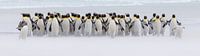Just a few penguins (expo versie) van Claudia van Zanten thumbnail