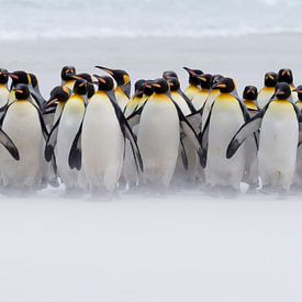 Juste quelques pingouins (version expo) sur Claudia van Zanten