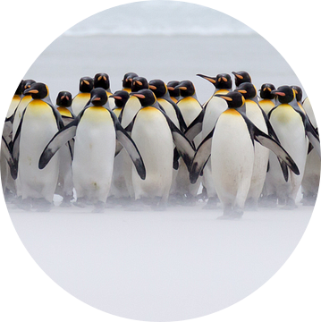 Just a few penguins (expo versie)