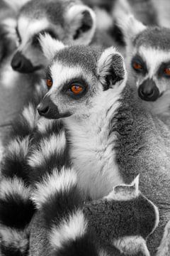 Lemuren Tiere Madagaskars