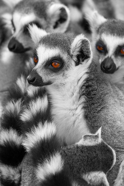 Lemuren Tiere Madagaskars von Tanja Riedel