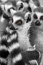 Lemuren Dieren Madagaskar van Tanja Riedel thumbnail