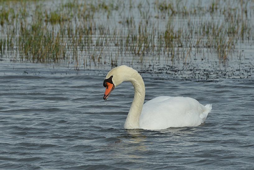 Knobbelzwaan by Franciska de Vos
