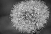 Paardenbloem
