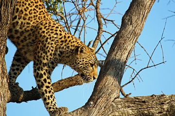 Leopard in Okavango