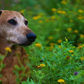 Schönes Porträt eines älteren Hundes von Chantal
