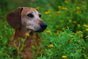 Prachtig portret van een oudere hond van Chantal