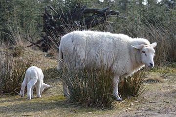 Sheep with lamb von Ingrid Wiersma