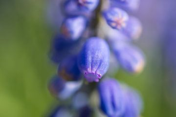 Blauw druif close-up van Hans Tijssen