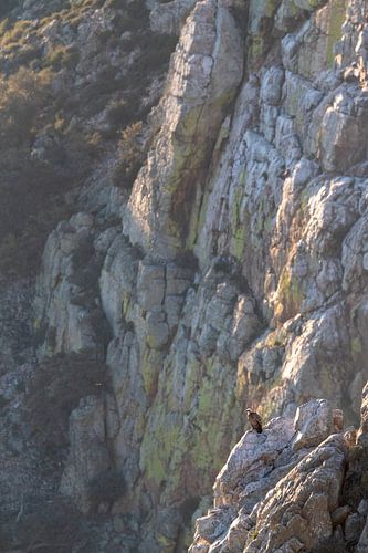 Griffon Vulture (Gyps fulvus) perched on a steep cliff i