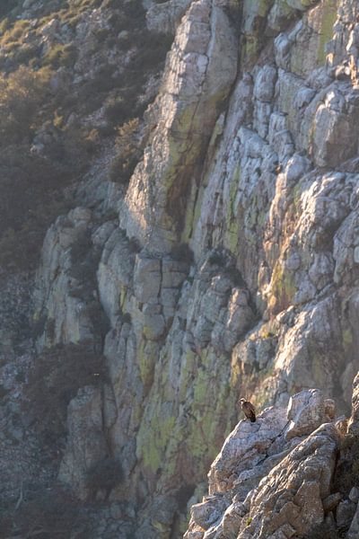 Vautour fauve (Gyps fulvus) assis sur une falaise abrupte. par AGAMI Photo Agency