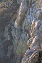 Vautour fauve (Gyps fulvus) assis sur une falaise abrupte. par AGAMI Photo Agency Aperçu