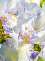 Hohe Schwertlilie - Iris - English Cottage