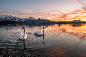 Cygnes au Hopfensee au coucher du soleil
