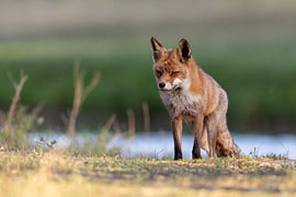 Fox by the water by Yves Dohmen
