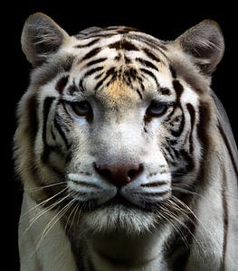 weißer tiger