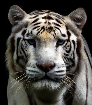 white tiger by Jacco Hinke