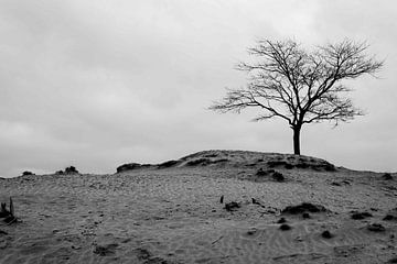 Un arbre solitaire en noir et blanc sur une dune de sable.