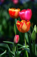 Rode en gele tulpen